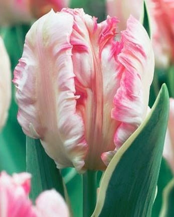 Przejdź do produktu Tulipan papuzi Silver Parrot 20 sztuk cebul 1573