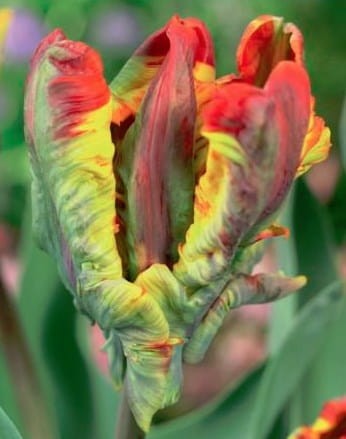 Przejdź do produktu Tulipan papuzi Rasta Parrot 20 sztuk cebul 1576