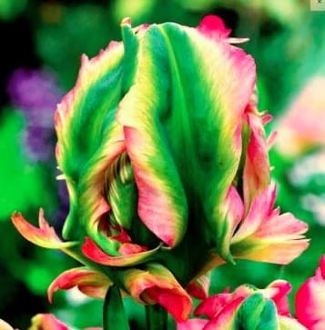 Przejdź do produktu Tulipan papuzi Exotic Parrot 20 sztuk cebul