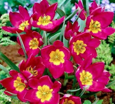 tulipan-pulchella.jpg