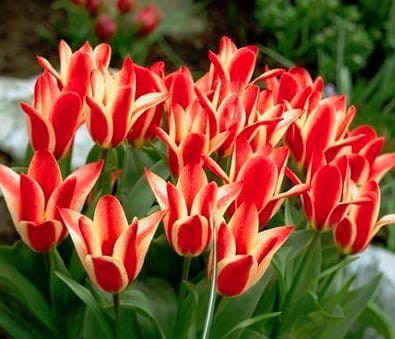 Przejdź do produktu Tulipany botaniczne Pinocchio 20szt cebul 1608