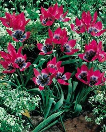 Przejdź do produktu Tulipany botaniczne Little Beauty 20szt cebul 1610