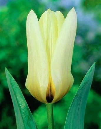Przejdź do produktu Tulipany botaniczne Concerto 20szt cebul 1612
