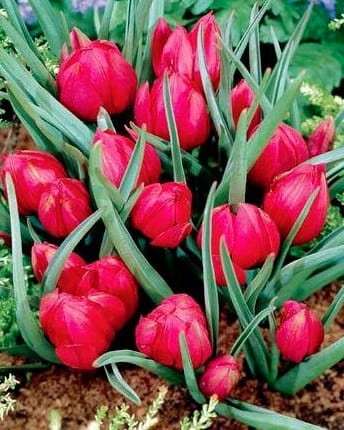 Przejdź do produktu Tulipan botaniczny Pulchella Lilliput 20 sztuk cebul 1616