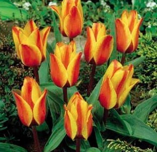 Przejdź do produktu Tulipan botaniczny Cape Cod 20 sztuk cebul  1623
