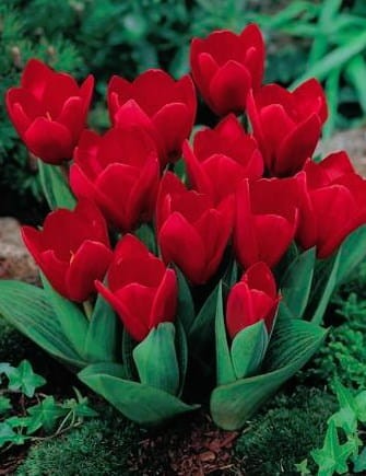 Przejdź do produktu Tulipan botaniczny Showwinner 20 sztuk cebul 1625