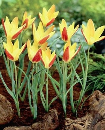 Przejdź do produktu Tulipan botaniczny Tinka 20 sztuk cebul  1632