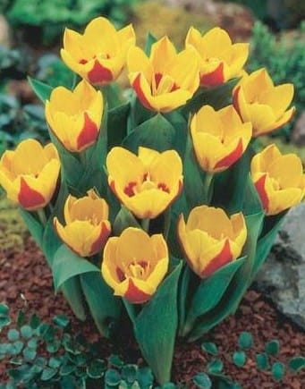 tulipan-stresa.jpg