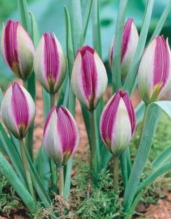 Przejdź do produktu Tulipan botaniczny Pulchella Persian 20 sztuk cebul