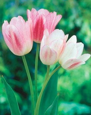 Przejdź do produktu Tulipan wielokwiatowy Candy Club 20 sztuk cebul 1653