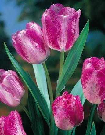 Przejdź do produktu Tulipan wielokwiatowy Modern Style 20 sztuk cebul 1662
