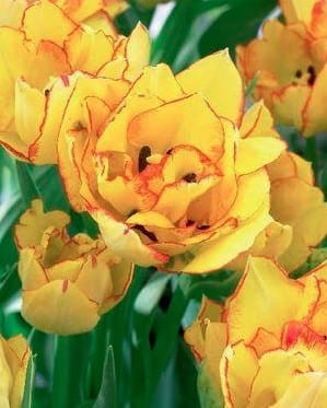 Przejdź do produktu Tulipan wielokwiatowy Aquilla 20 sztuk cebul 1669