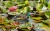 sito-gardena-3230-do-oczka.JPG