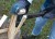 siekiera-gardena-8713.JPG