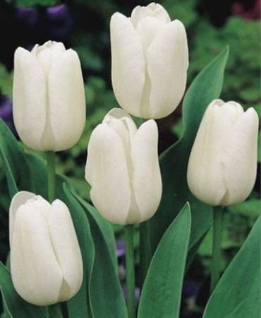 tulipan-white-dream.JPG