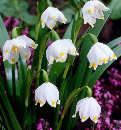 sniezyca-letnia-leucojum-aestivum.JPG