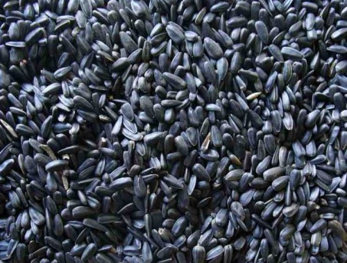 Przejdź do produktu Słonecznik czarny dla ptaków 20kg