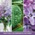 lilac-blossom-yankee-candle.JPG