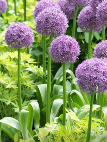 Przejdź do produktu Allium His Excellency czosnek fioletowy 80cm 1784