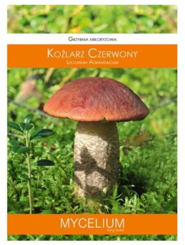 Przejdź do produktu Grzybnia mikoryzowa koźlarz czerwony 60ml