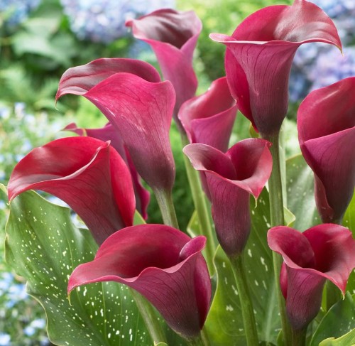 Przejdź do produktu Kalia zantedeschia calla bordowa cebulki CAPTAIN RENO 3szt