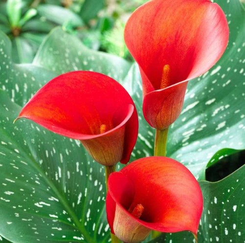 Przejdź do produktu Kalia zantedeschia calla czerwona cebulki Red Alert 3szt