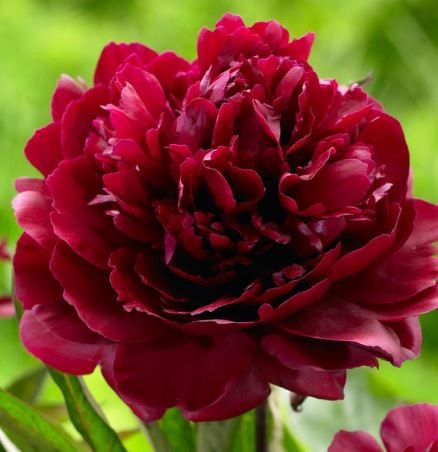 Przejdź do produktu Piwonia peonia czerwona kłącze BLACK BEAUTY 1szt
