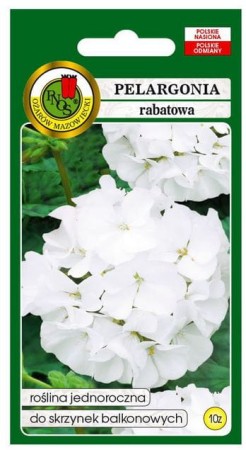pelargonia-biala-rabatowa-pnos-10ziaren.JPG