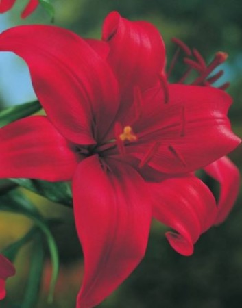 lilia-czerwona-azjatyczka-staccato.JPG