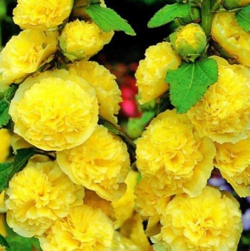 Przejdź do produktu Malwa ogrodowa żółta pełna kłącza cebulki 3szt