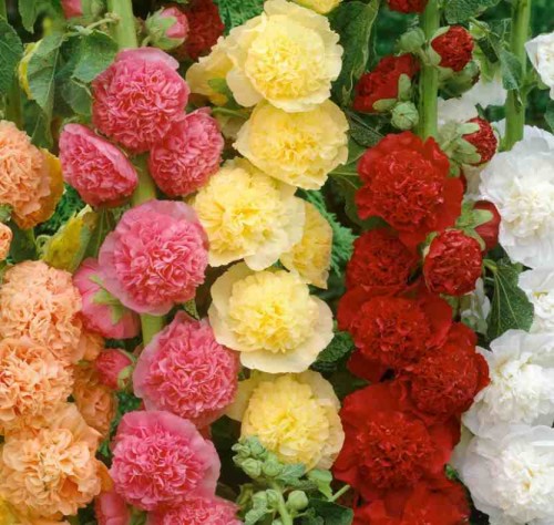 Przejdź do produktu Malwa ogrodowa pełna zestaw kłącza cebulki 5szt