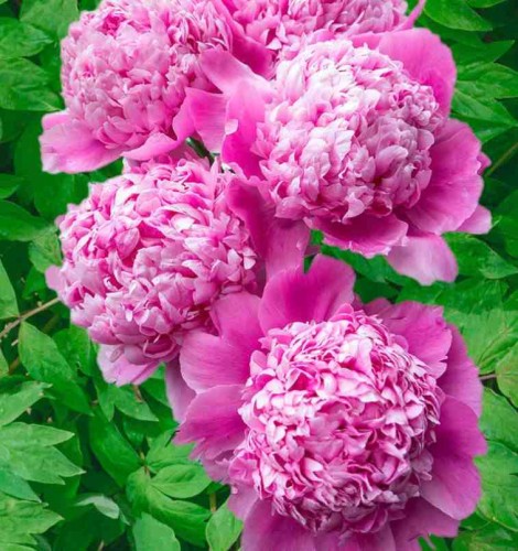 Przejdź do produktu Piwonia peonia różowa MONSIEUR JULES ELIE kłącze 1szt