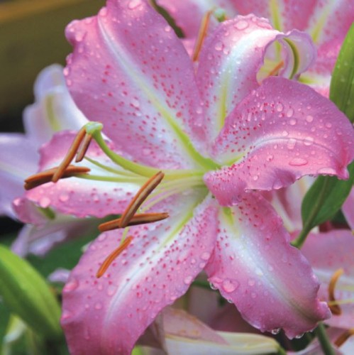 Przejdź do produktu Lilia orientalna różowa Josephine 3szt