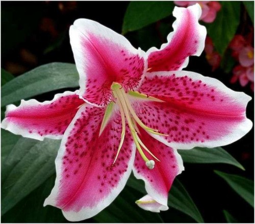 Przejdź do produktu Lilia orientalna różowa STARGAZER cebule 3szt  1964