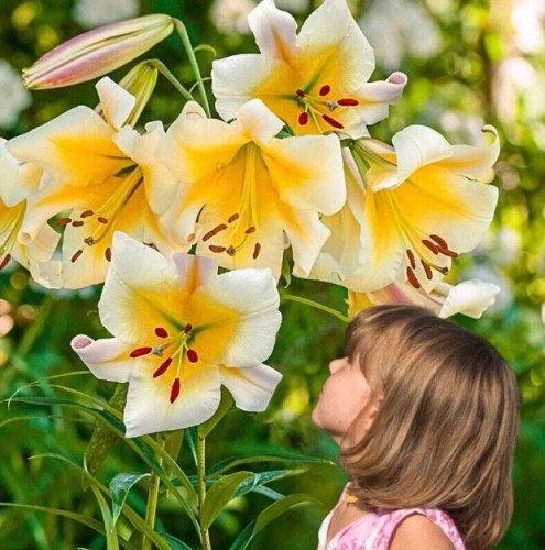 Przejdź do produktu Lilia drzewiasta Miss Peculiar żółto-biała cebule 3szt