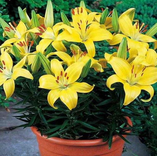 Przejdź do produktu Lilia azjatycka doniczkowa niska Goldwing  40cm 5szt 0041