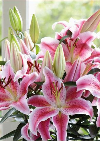 Przejdź do produktu Lilia doniczkowa niska Rapid Romance 40cm 5szt