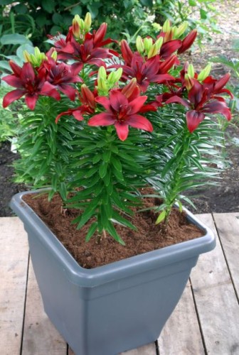 Przejdź do produktu Lilia azjatycka doniczkowa niska czerwona Happy Love 40cm 5szt 0044