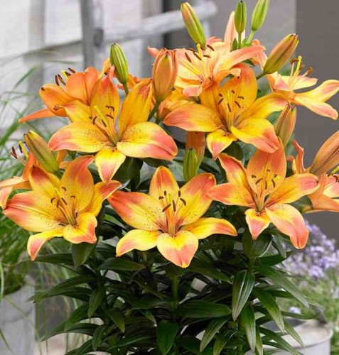 Przejdź do produktu Lilia doniczkowa niska Happy Memories 5szt 40cm cebule 0045