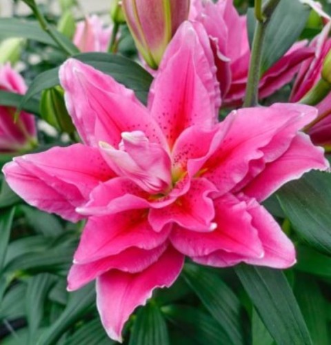 Przejdź do produktu Lilia pełna LULU pachnąca cebulki 3szt