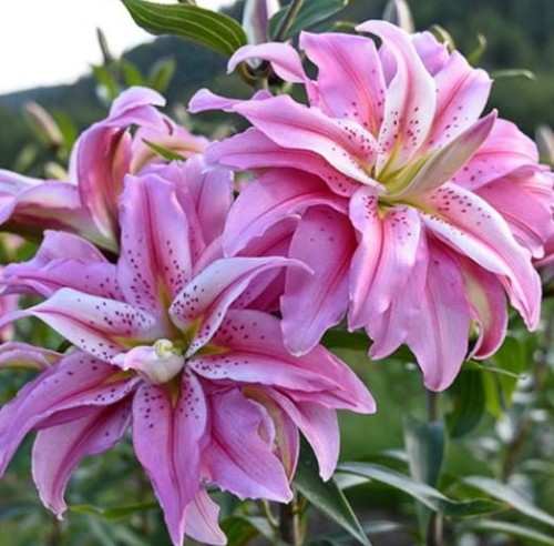 Przejdź do produktu Lilia pełna pachnąca Broken Heart cebulki 3szt