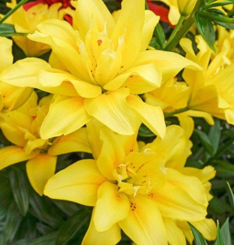 Przejdź do produktu Lilia pełna żółta Fata Morgana pachnąca 3szt