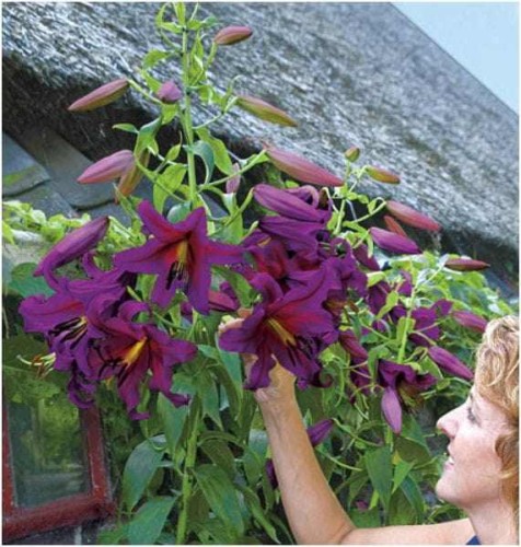 Przejdź do produktu Lilia drzewiasta purpurowa Purple Prince cebulki 3szt 0064