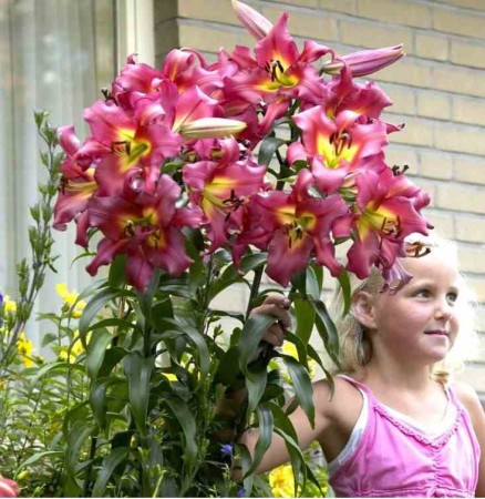 lilia-drzewiasta-satisfaction.JPG