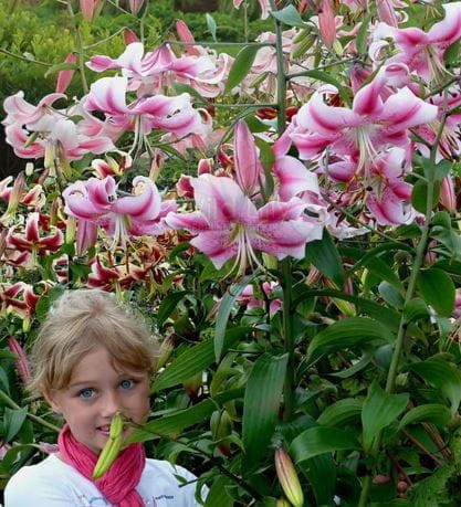 Przejdź do produktu Lilia drzewiasta OLYMPIC TORCH 3szt pachnąca