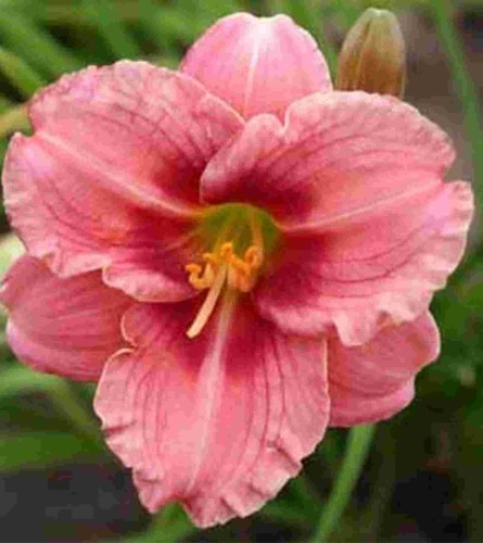 Przejdź do produktu Liliowiec Siloam French Doll hemerocallis kłącze 1szt