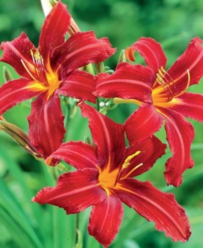 Przejdź do produktu Liliowiec Crimson Pirate hemerocallis kłącze 1szt