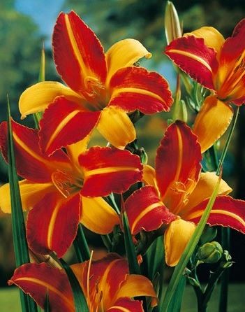 Przejdź do produktu Liliowiec Frans Halls hemerocallis kłącze 1szt