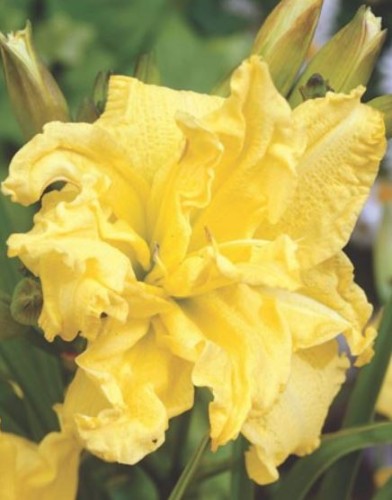 Przejdź do produktu Liliowiec żółty pełny River Wye hemerocallis kłącze 1szt