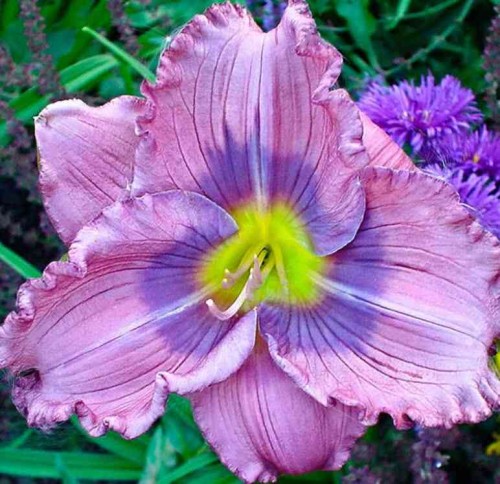 Przejdź do produktu Liliowiec niebieski New Toy hemerocallis kłącze 1szt